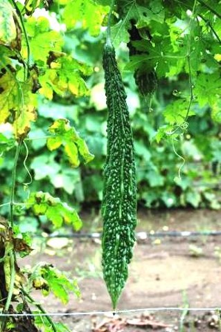 Bitter Gourd Super SPL Jhalri