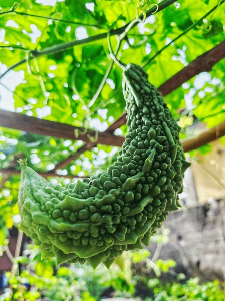 Bitter Gourd - 38