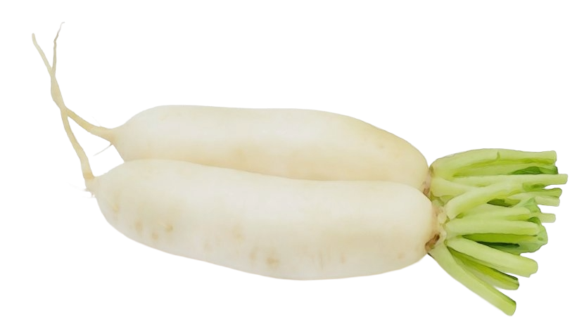 Radish Japani White